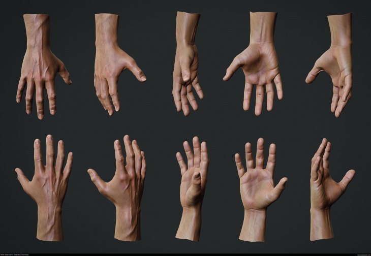 Anatomische Studie: Hand