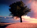 3D Bild: Baum vor Sonnenuntergang