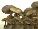 3D Bild: Ein Haufen Pilze