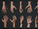 3D Bild: Anatomische Studie: Hand