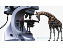 3D Bild: Makroskope