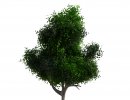 3D Bild: Baum mit Blender