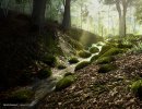 3D Bild: moss creek