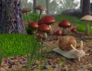 3D Bild: Snail in Forest