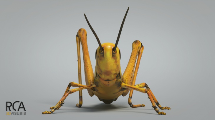 Grasshopper (front view)