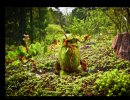 3D Bild: Alienpflanze