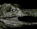 3D Bild: Croc (heller)