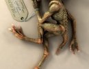 3D Bild: alien baby