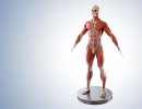 3D Bild: Anatomical 3D visualization