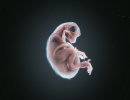3D Bild: Velociraptor Embryo