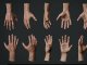 Anatomische Studie: Hand