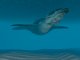 Liopleurodon ferox (Wip)